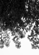 Load image into Gallery viewer, Flowers by Norm Architects