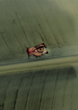 Load image into Gallery viewer, Naturaleza 02 by Ain Raadik