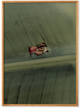 Load image into Gallery viewer, Naturaleza 02 by Ain Raadik