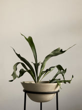 Load image into Gallery viewer, Daiza Planter