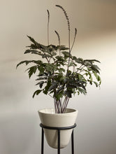 Load image into Gallery viewer, Daiza Planter