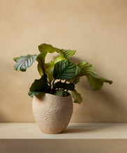 Load image into Gallery viewer, Plantas Planter