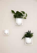 Load image into Gallery viewer, Kubus Flowerpot - 14