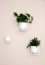 Load image into Gallery viewer, Kubus Flowerpot - 10